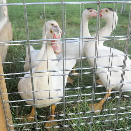 Ferienwohnung Kuehnel *